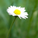 flower-2-255x300.jpg