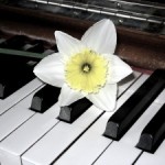 harp-daffodil-e1318288695713.jpg