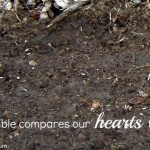 1 Bare ground