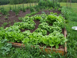 Farmer’s Markets from the Farmer’s Perspective