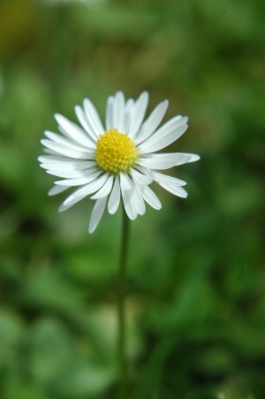 daisy image by jkingsbeer on sxc.hu