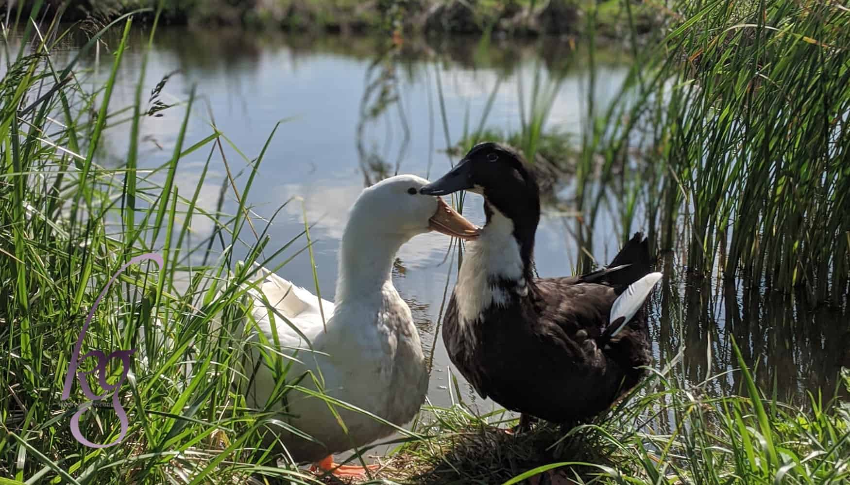 Why Redemption is More Like a Duck Coop than a Garden