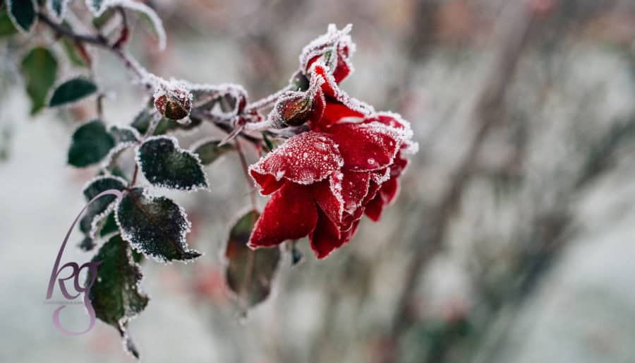 Companionship in the Wilderness at Advent